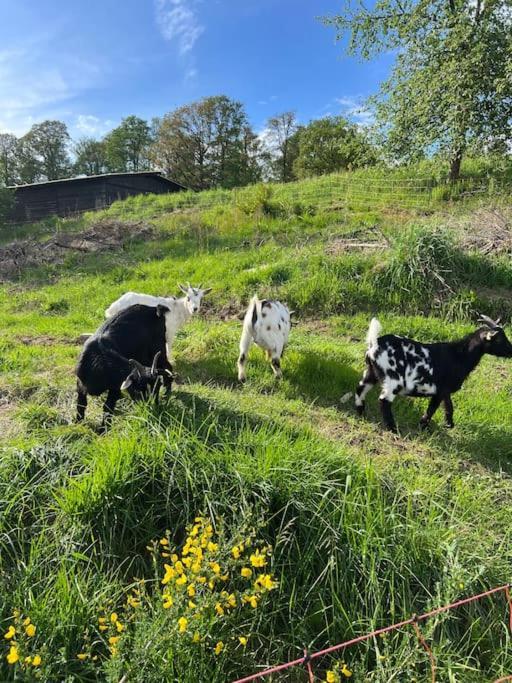 Bornhahn - Idylle Im Westerwald Katzwinkel  Luaran gambar