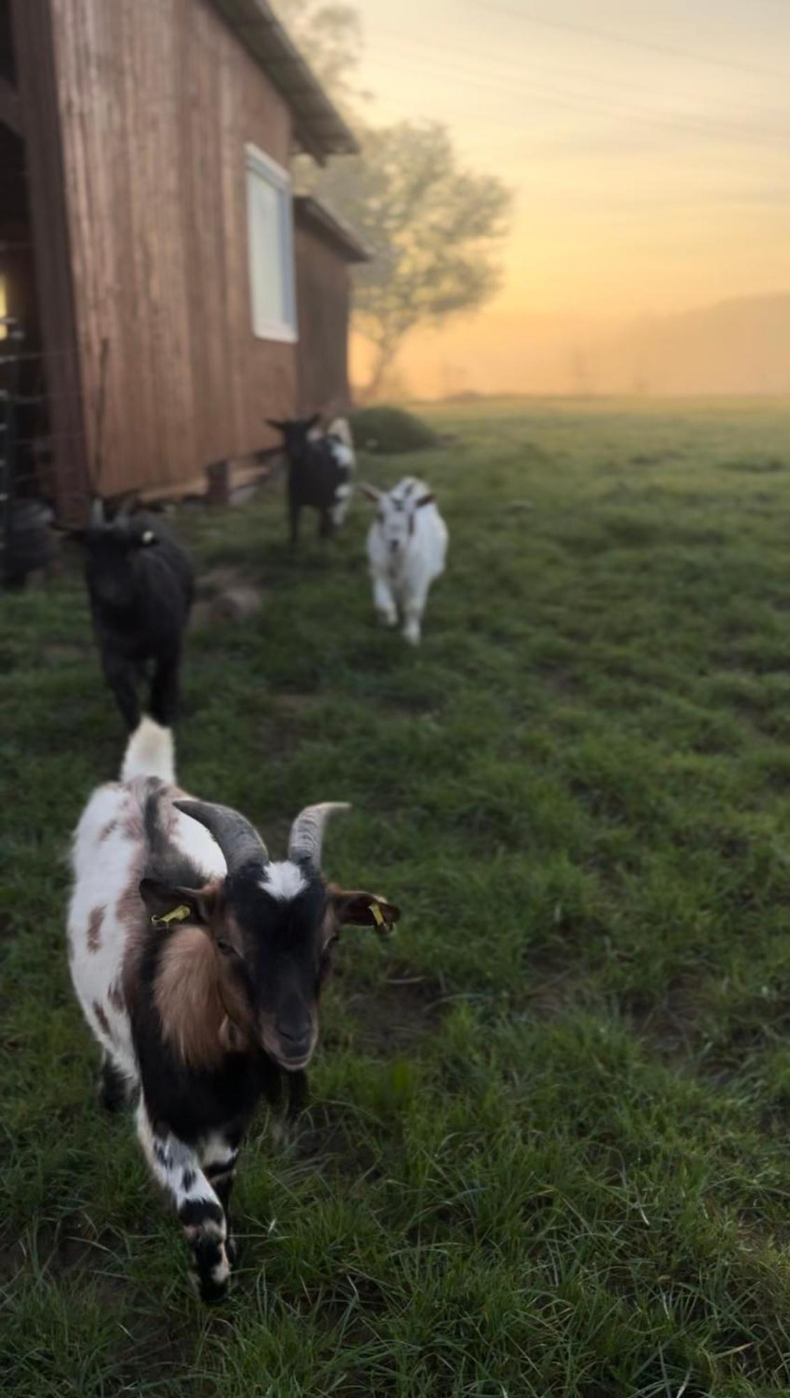 Bornhahn - Idylle Im Westerwald Katzwinkel  Luaran gambar